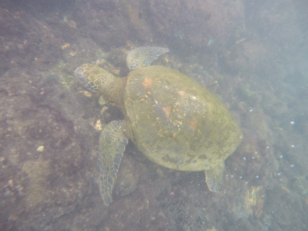 Historia en galápagos 