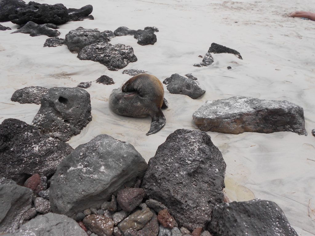 Historia en galápagos 